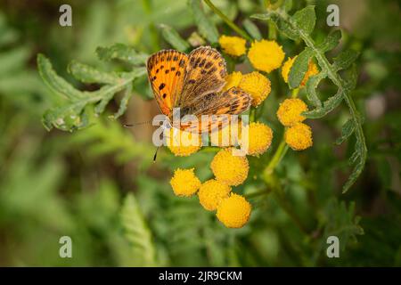 Draufsicht auf das seltene Kupfer, ein orangefarbener und brauner weiblicher Schmetterling, der auf einer wild gelben, in einem Wald wachsenden Tansy-Blume sitzt. Verschwommenes grünes Backgroun Stockfoto