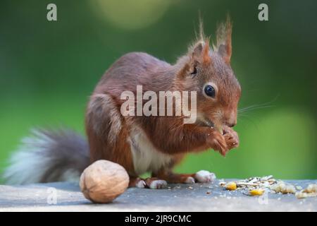 Die Nahaufnahme des roten Eichhörnchens, das Hühneraugen frisst, und einer Walnuss an der Seite Stockfoto