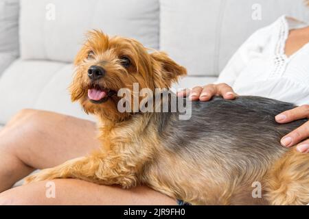 Der Hund sitzt auf seinem nicht erkennbaren Besitzer, um gestreichelt und gekuschelt zu werden. Stockfoto