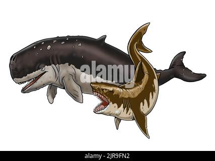 Hai megalodon greift einen prähistorischen Wal Livyatan an. Kampf der Tiere Illustration. Vorlage für das Ausmalen. Stockfoto