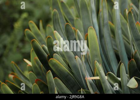 Nahaufnahme einer Fan-Aloe, die im Garten wächst Stockfoto