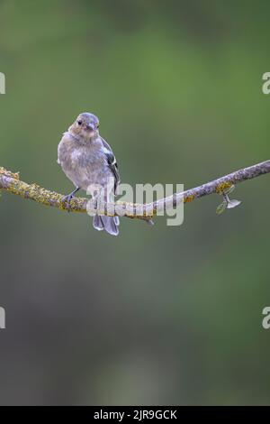 Weiblicher gewöhnlicher Chaffinch, der auf einigen Zweigen thront und nach Raubvögeln Ausschau halten kann. Stockfoto