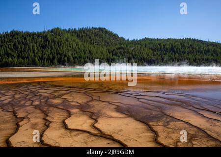 Im Midway Geyser Basin im Yellowstone National Park, Teton County, Wyoming, USA, steigt an der farbenfrohen Grand Prismatic Spring Dampf auf. Stockfoto