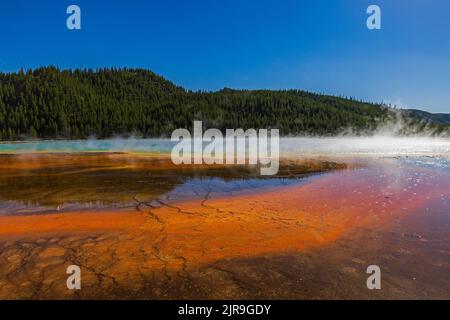 Im Midway Geyser Basin im Yellowstone National Park, Teton County, Wyoming, USA, steigt an der farbenfrohen Grand Prismatic Spring Dampf auf. Stockfoto