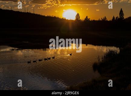 Ein Schwarm Kanadagänse (Branta canadensis) schwimmt am Madison River auf der Westseite des Yellowstone National Park, Wyoming, USA, in den Sonnenuntergang. Stockfoto