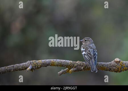 Weiblicher gewöhnlicher Chaffinch, der auf einigen Zweigen thront und nach Raubvögeln Ausschau halten kann. Stockfoto