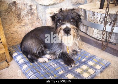 Schwarzer Schnauzer Rassehund liegt auf dem Boden. Keine Personen Stockfoto