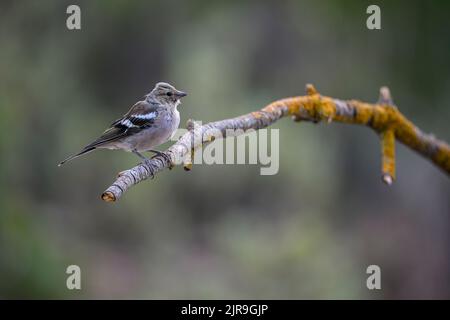 Weiblicher gewöhnlicher Chaffinch, der auf einigen Zweigen thront und nach Raubvögeln Ausschau halten kann. Stockfoto