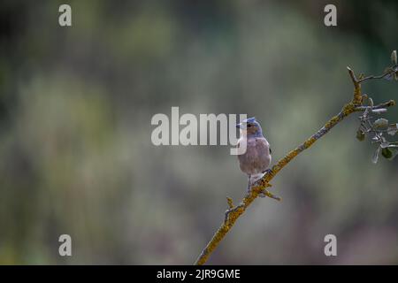 Weiblicher gewöhnlicher Chaffinch, der auf einigen Zweigen thront und nach Raubvögeln Ausschau halten kann. Stockfoto