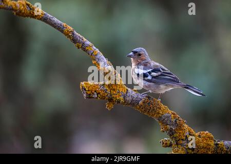 Männlicher gemeiner Chaffinch, der auf Zweigen thront und nach Raubvögeln Ausschau nimmt. Stockfoto