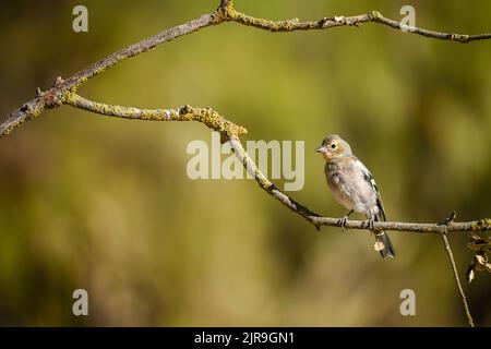 Weiblicher gewöhnlicher Chaffinch, der auf einigen Zweigen thront und nach Raubvögeln Ausschau halten kann. Stockfoto