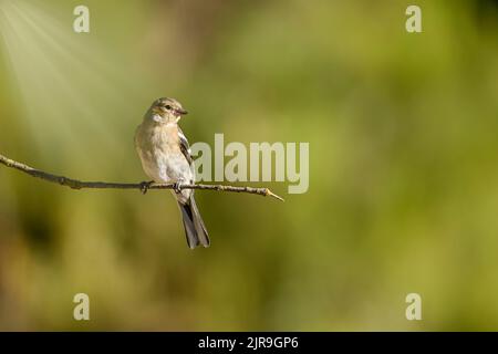 Weiblicher gewöhnlicher Chaffinch, der auf einigen Zweigen thront und nach Raubvögeln Ausschau halten kann. Stockfoto