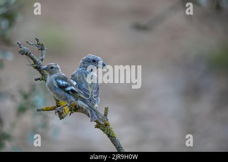 Weiblicher gewöhnlicher Chaffinch, der auf einigen Zweigen thront und nach Raubvögeln Ausschau halten kann. Stockfoto
