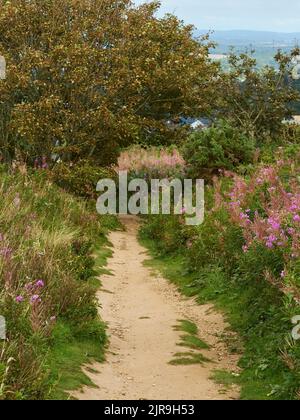 Ein gewundener schmutziger Pfad führt durch Hecken, Wildblumen und violette Heidekraut durch einen von Waldbäumen geformten Tunnel. Stockfoto