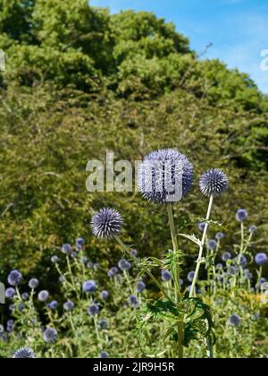 Ein Sternbild aus violettem Globus stistelt in hellem Sonnenlicht vor einem defokussierten Hintergrund aus grünen Bäumen und blauem Himmel. Stockfoto