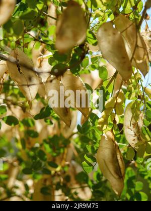 Ruhe und Stille - die Samenschoten und Blätter einer Blase senna aus dem Inneren des Baldachs, mit blattgefiltertem Sommersonnenlicht, das durch die Schoten glüht. Stockfoto