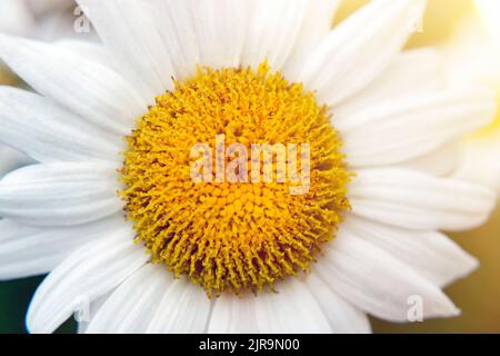 Kamille in der Nähe bei Sonnenschein. Marguerite, Gänseblümchen im Garten. Blühende Kamille, selektiver Fokus. Ziemlich horizontaler natürlicher Hintergrund. Wunderschöne Szene Stockfoto