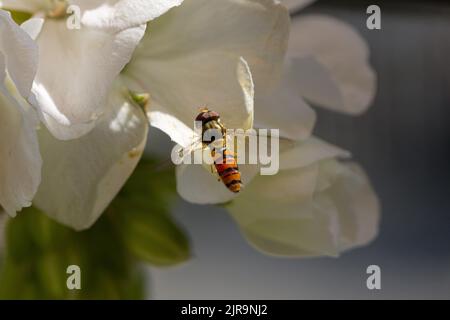 Eine Schwebefliege an einer Blume Stockfoto