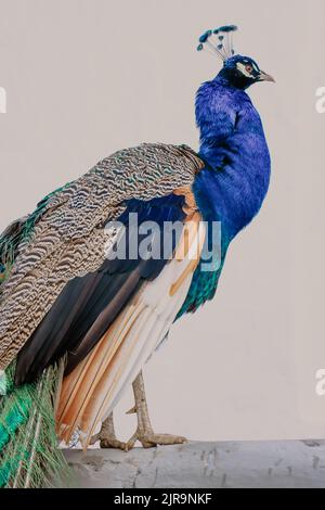 Ein farbenfroher Pfau thront auf dem Zaun Stockfoto