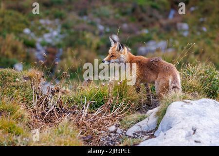 Niedlicher Fuchs auf einer alpinen Wiese am Gemmi Pass Stockfoto