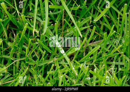 Kugelförmige Wassertröpfchen haben sich nach etwas Regen auf einem Grashalm angesammelt. Stockfoto