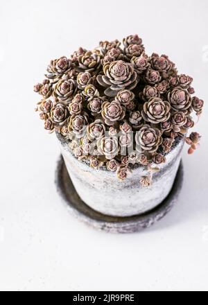 Schöne Sukulenten Pflanzen in Keramik Topf mit Wassertropfen. Topfpflanzen mit chinesischen oder japanischen Bonsai-Stilen. Haus- oder Gartenkonzept. Stockfoto