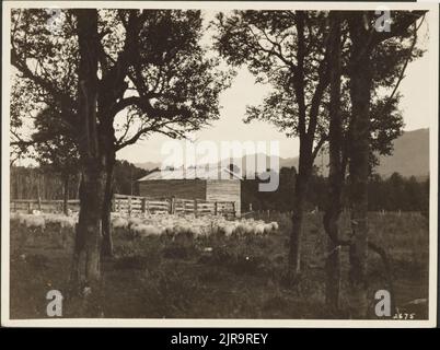 Sheep near Springs Junction, Nelson District, 1920s, Nelson, von Eric Lee-Johnson. Stockfoto