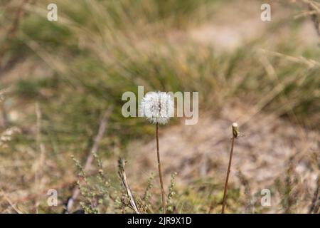In Estland blühende Eselinnen Stockfoto