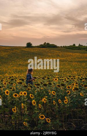 Speicherplatz kopieren. Fernansicht eines Mädchens, das in einem Sonnenblumenfeld steht und mit einer Tablette Daten über die Qualität der Produktion des laufenden Jahres aufzeichnet Stockfoto