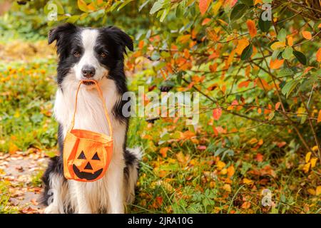 Trick or Treat-Konzept. Lustige Welpen Hund Grenze Collie hält Kürbis Korb im Mund sitzen auf Herbst bunte Laub Hintergrund im Park im Freien. Vorbereitung für Halloween-Party Stockfoto