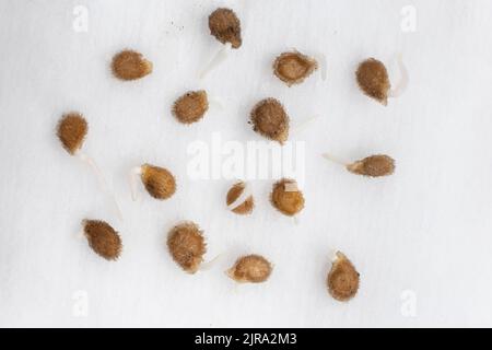 Tomaten aus Samen anbauen, Schritt für Schritt. Schritt 2 - die Samen sind gekeimt. Stockfoto