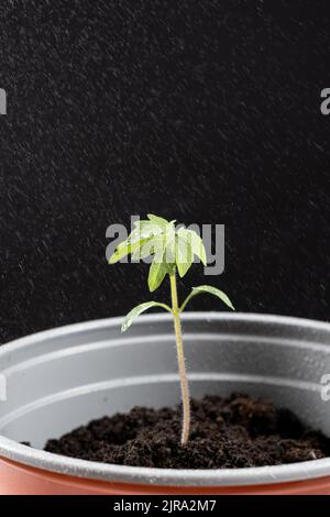 Tomaten aus Samen anbauen, Schritt für Schritt. Schritt 10 - Gießen des Sämlings in einem Topf. Stockfoto