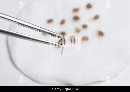 Tomaten aus Samen anbauen, Schritt für Schritt. Schritt 2 - die Samen sind gekeimt. Stockfoto
