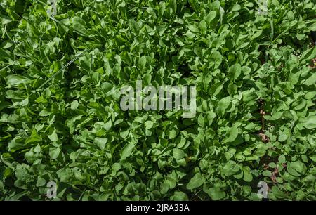 Draufsicht auf die Rugelpflanze oder das Eruca Sativa-Feld. Frische grüne Blatt-Rucola-Pflanze bereit für die Ernte Stockfoto