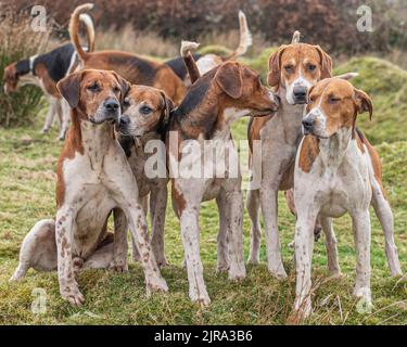 eine packung alter englischer Foxhounds Stockfoto