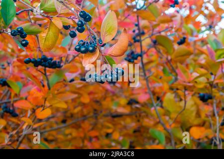 Helle Herbsthintergrund Blätter und Früchte von Apfelbeere Bush Stockfoto