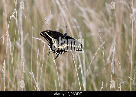 Ein weiblicher östlicher Schwarzer Schwalbenschwanzschmetterling, Papilio polyxenes, mit offenen Flügeln, die im Frühjahr, Sommer oder Herbst in hohem Gras flattern, in Pennsylvania Stockfoto