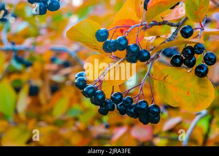 Helle Herbsthintergrund Blätter und Früchte von Apfelbeere Bush Stockfoto