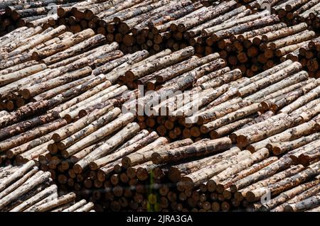 Holz für den Export nach Japan am Kai von Picton auf der Südinsel in Neuseeland Stockfoto