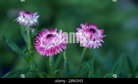 Rosafarbene Strohblumen blühen in einem Sommergarten Stockfoto