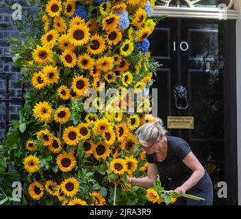 London, England, Großbritannien. 23. August 2022. 10 Downing Street wird vor dem Unabhängigkeitstag der Ukraine mit Sonnenblumen als Zeichen der Solidarität geschmückt. (Bild: © Tayfun Salci/ZUMA Press Wire) Bild: ZUMA Press, Inc./Alamy Live News Stockfoto