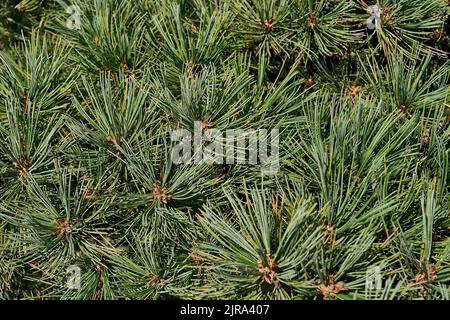 Nadelpflanze Zedernelfin, Pinus pumila. Sibirien, Zabaikalsky Nationalpark, Baikalsee, Russland. Stockfoto