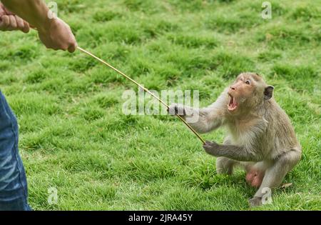 Ein sehr wütender, aggressiver Affe. Stockfoto