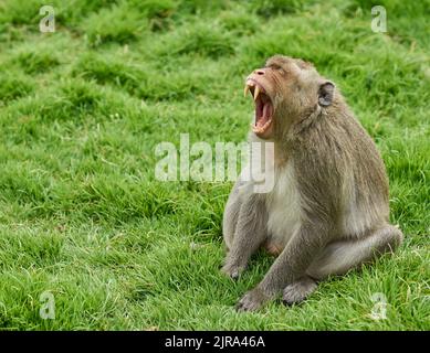 Ein sehr wütender, aggressiver Affe. Stockfoto