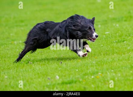 Ein Border Collie Schäferhund, der bei einem Schäferhundverkauf läuft, Skipton, North Yorkshire, Großbritannien Stockfoto
