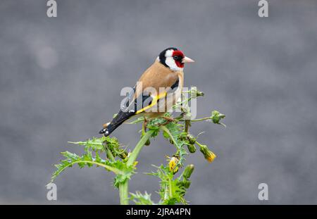 Ein Goldfink auf einer Distel, Arnside, Milnthorpe, Cumbria, Großbritannien Stockfoto
