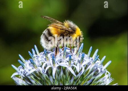 Eine Weißschwanzhummel auf einer Alaublume, Chipping, Preston, Lancashire, Großbritannien Stockfoto