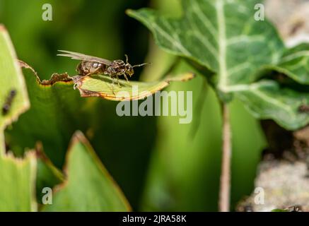 Eine fliegende Ameise in einem Garten, Chipping, Preston, Lancashire, Großbritannien Stockfoto