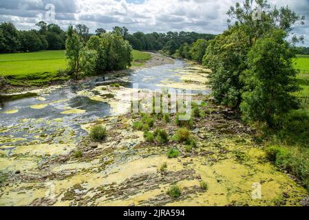Algen und Unkraut, die den River Ribble in Mitton, Clitheroe, Lancashire, Großbritannien, betreffen. Stockfoto