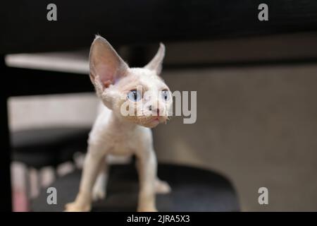 Das weiße Devon Rex Kätzchen A schaut zur Seite und stitzt hoch Stockfoto